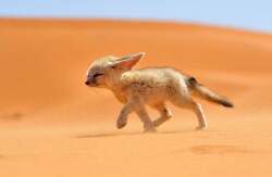 National Animal Image