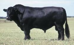 National Animal Image