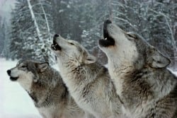National Animal Image