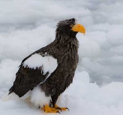 National Animal Image