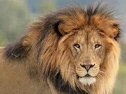 National Animal Image