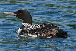 National Animal Image