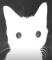 National Animal Image