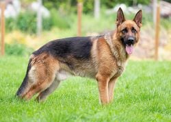 National Animal Image