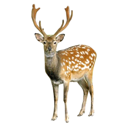 National Animal Image