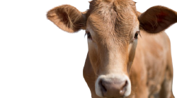National Animal Image