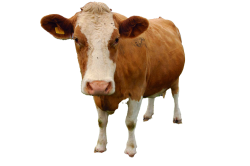 National Animal Image