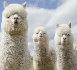National Animal Image