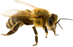 National Animal Image