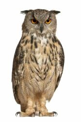 National Animal Image