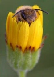 National Animal Image