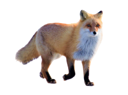 National Animal Image