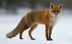 National Animal Image