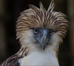 National Animal Image