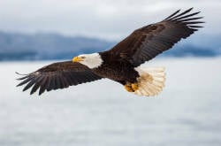 National Animal Image