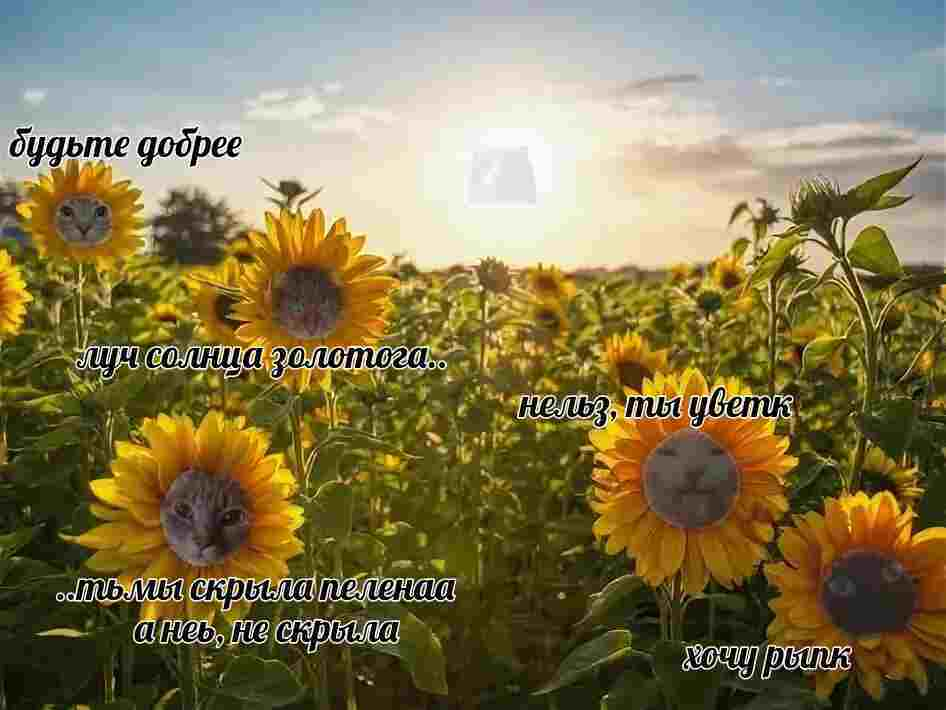 fc6849fc705562f71b420bf0340065fa658cef19x195.png