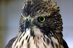 National Animal Image