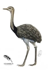 National Animal Image