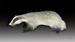 National Animal Image