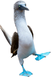 National Animal Image