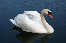 National Animal Image